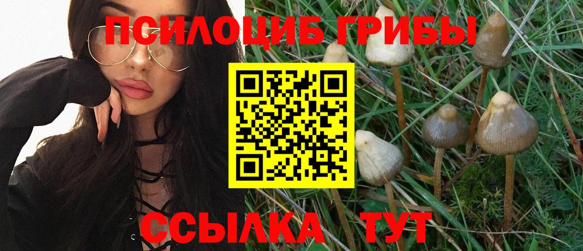 Галлюциногенные грибы Psilocybine cubensis Кропоткин